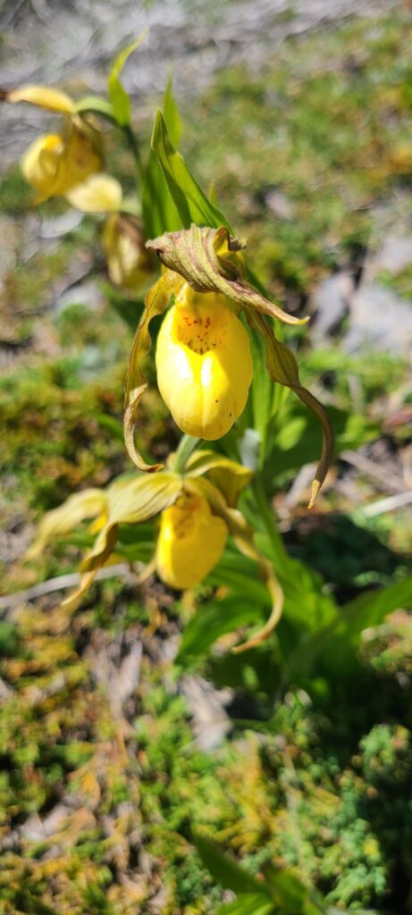 Yellow lady's slipper (Cypripedium parviflorum var. pubescens)